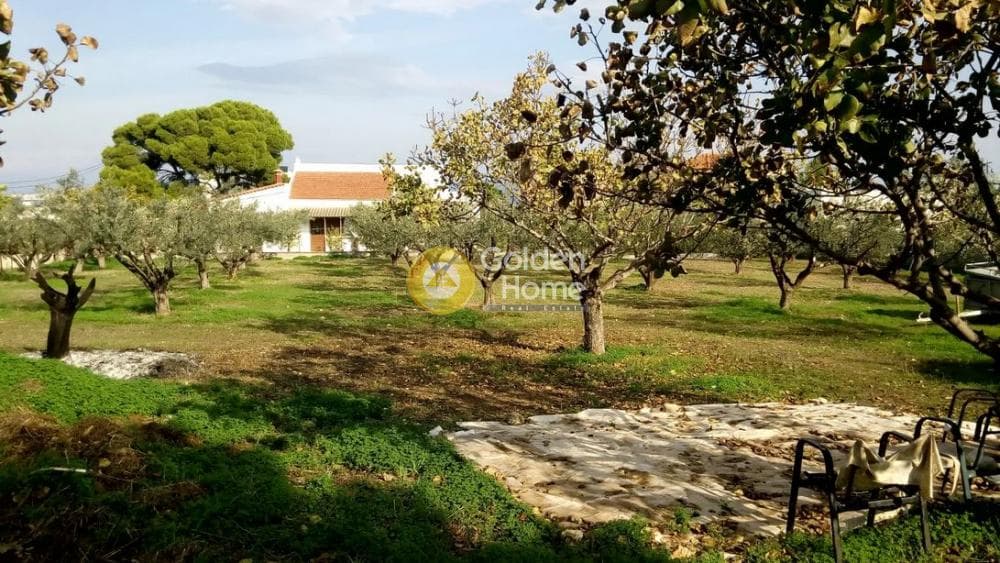 Οικόπεδο στην Θερμά, Αίγινα — Φωτογραφία 11 από 16