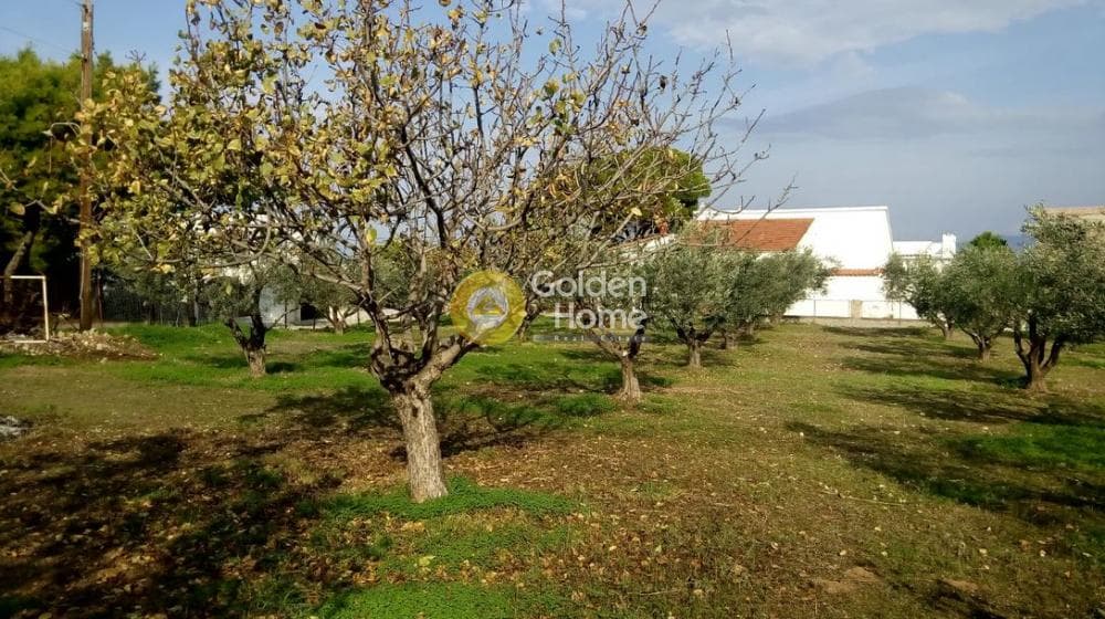 Building Plot in Therma, Aegina — Photo 7 of 16