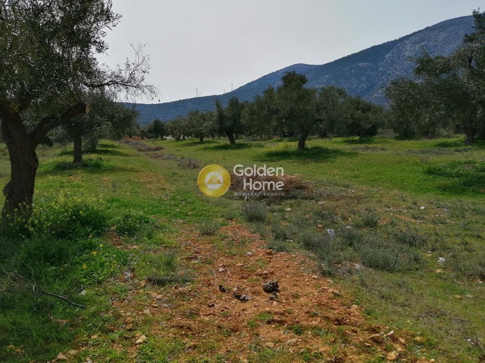 Parcel in Center, Koropi — Photo 7 of 16