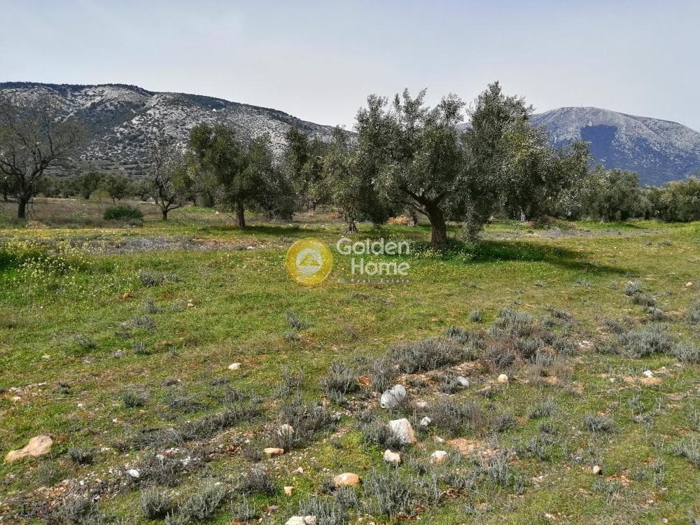 Parcel in Center, Koropi — Photo 4 of 16