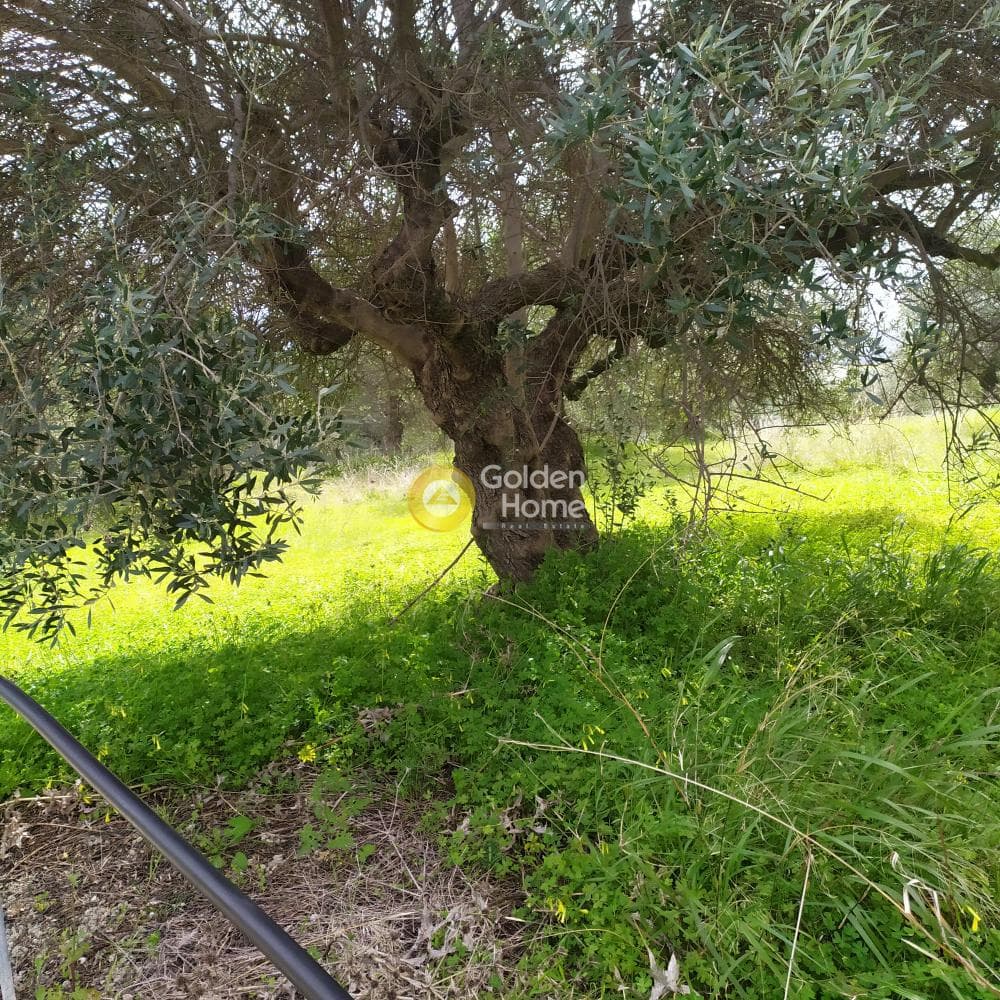 Building Plot in Skalani, Episkopi — Photo 5 of 49