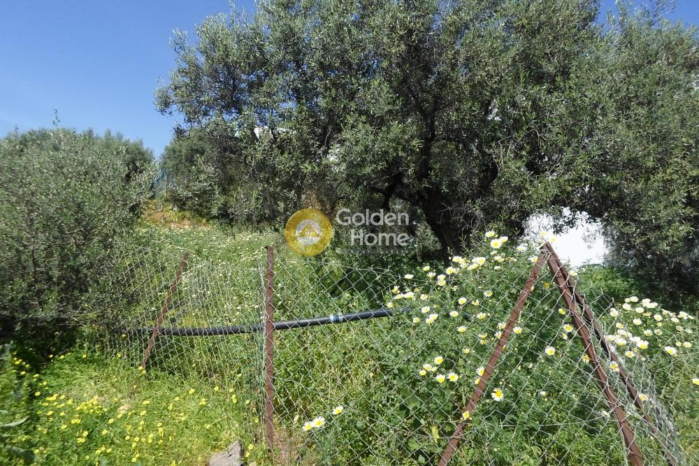 Οικόπεδο στην Κέντρο, Μάλλια