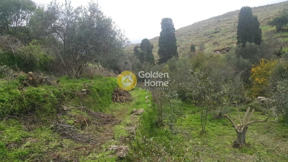 Οικόπεδο στην Δρυοπίδα, Κύθνος — Φωτογραφία 2 από 2