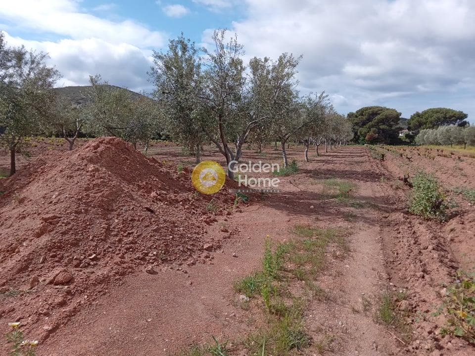 House in Elaionas, Anavissos — Photo 20 of 22
