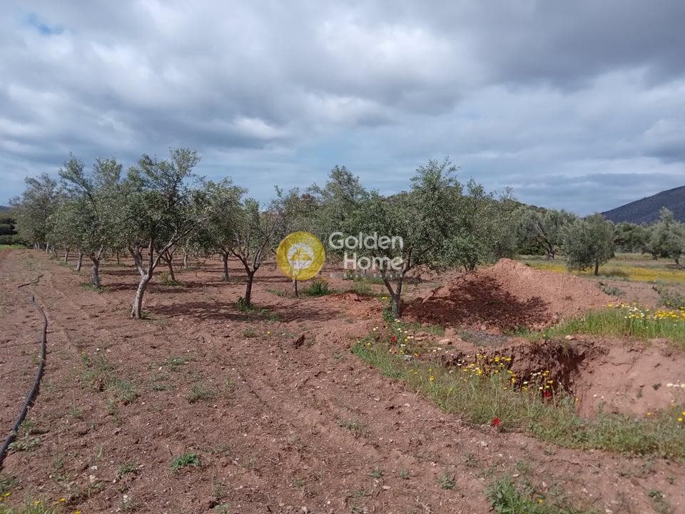 House in Elaionas, Anavissos — Photo 21 of 22