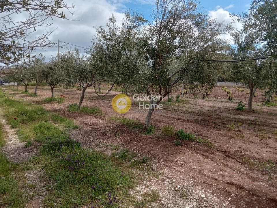 House in Elaionas, Anavissos — Photo 22 of 22
