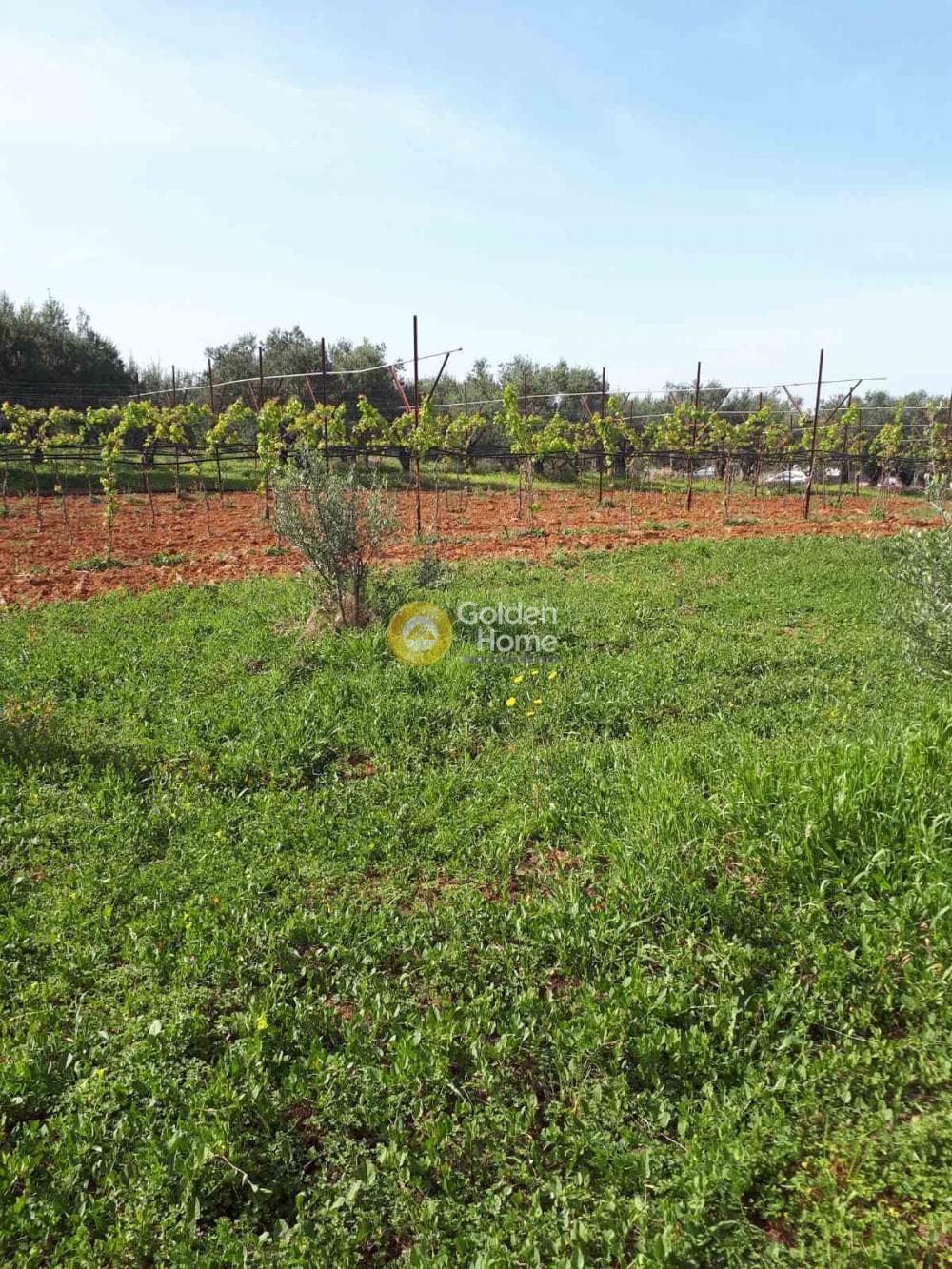 Building Plot in Roussochoria, Arkalochori — Photo 5 of 16