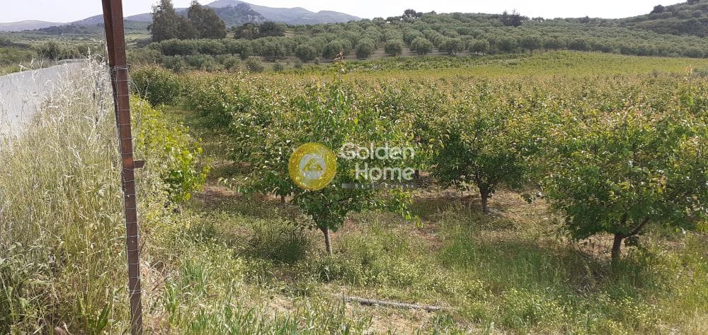 Αγροτεμάχιο στην Κέντρο, Αρχάνες — Φωτογραφία 5 από 9