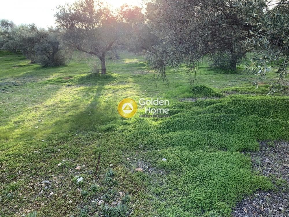 Parcel in Center, Koropi — Photo 1 of 3