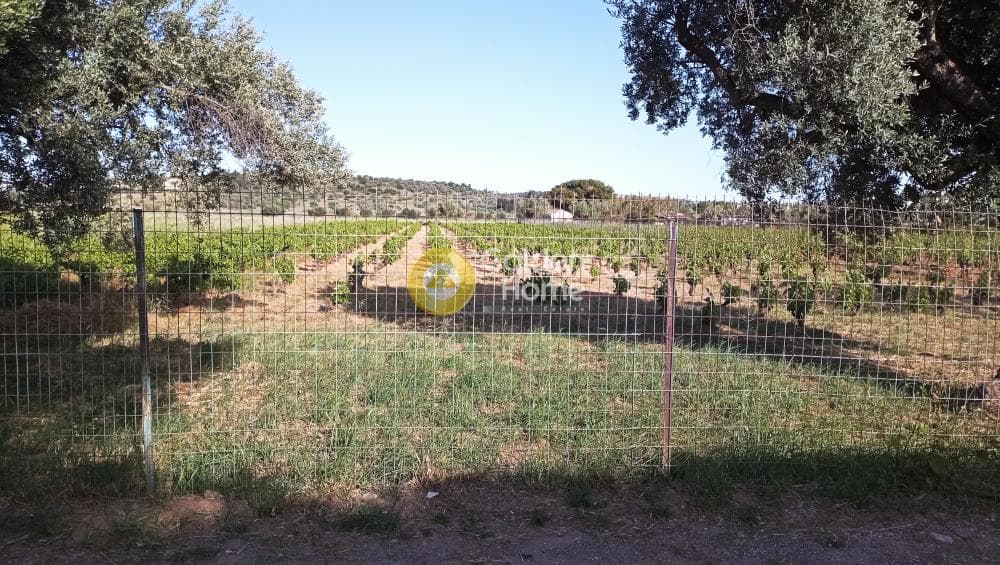 Parcel in Neapoli, Spata — Photo 3 of 6