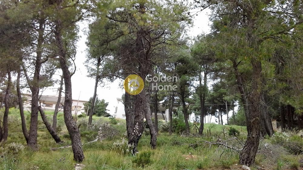 Building Plot in Rodopoli, Rodopoli — Photo 2 of 2