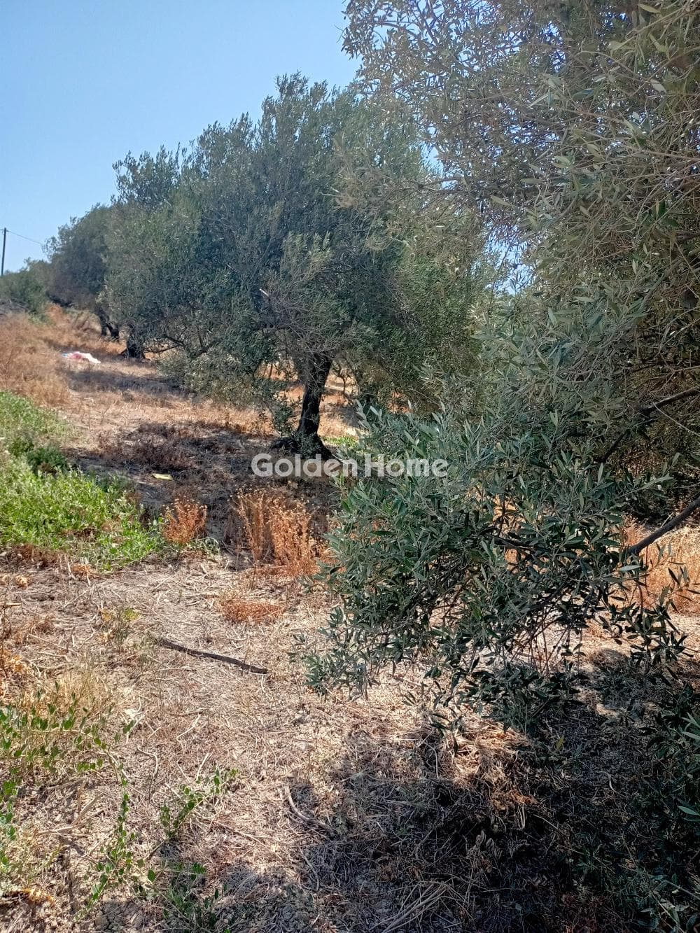 Οικόπεδο στην Πατσίδες, Αρχάνες — Φωτογραφία 3 από 3