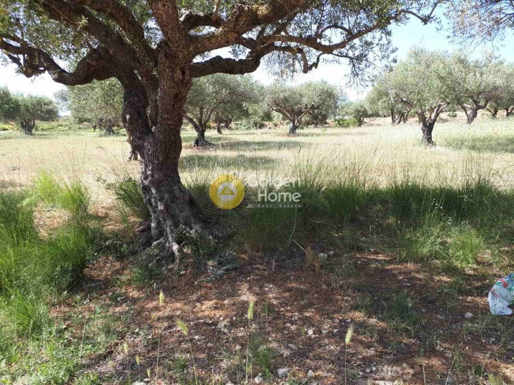 Parcel in Sgourokefali, Episkopi — Photo 9 of 15