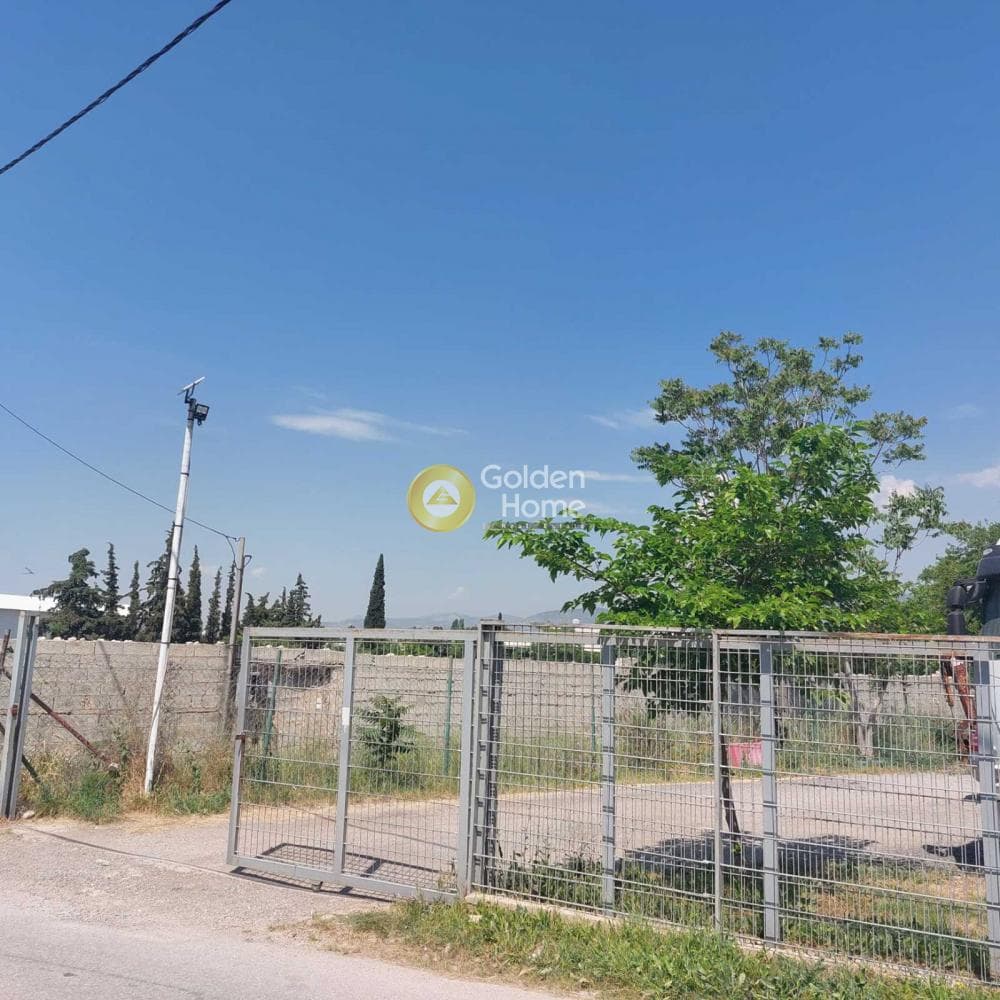 Αγροτεμάχιο στην Αγία Κυριακή, Κηφισιά — Φωτογραφία 11 από 13