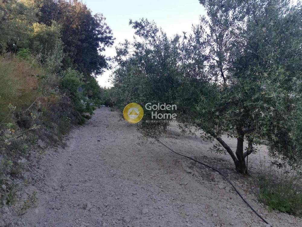 Αγροτεμάχιο στην Σίβα, Τετραχώρι — Φωτογραφία 3 από 8