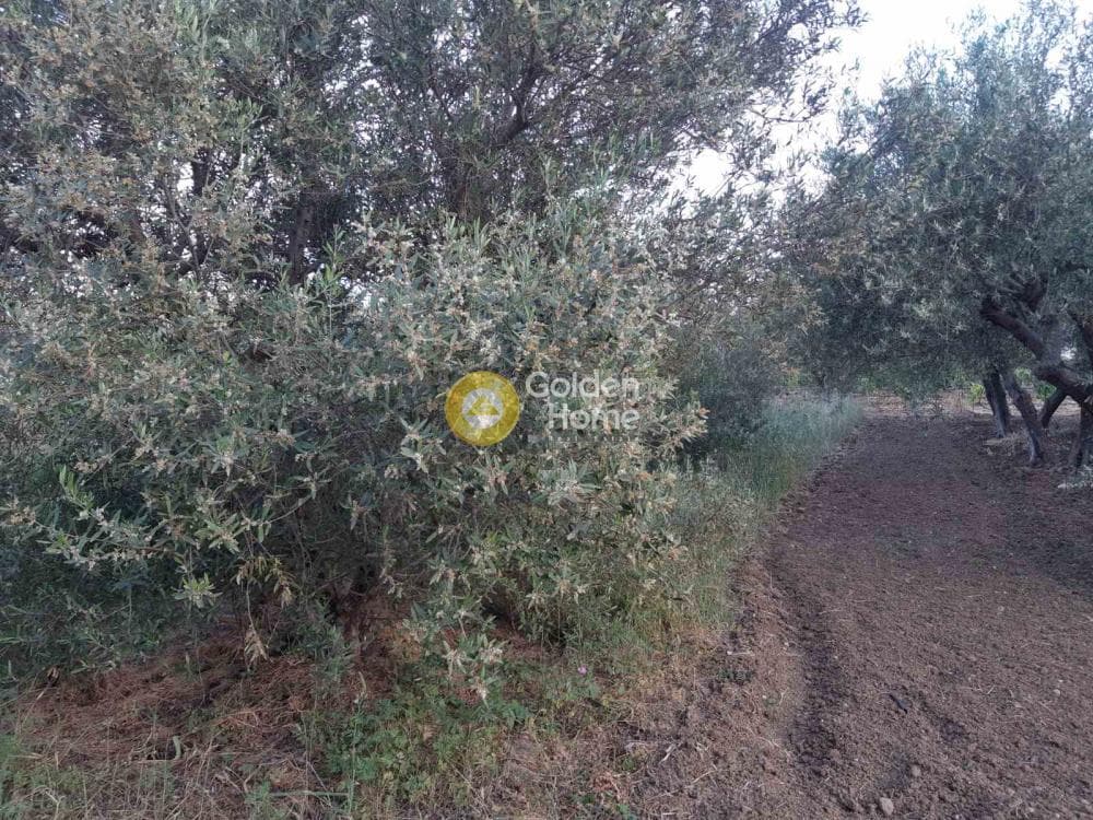 Οικόπεδο στην Νέο Βενεράτο, Τετραχώρι — Φωτογραφία 4 από 4