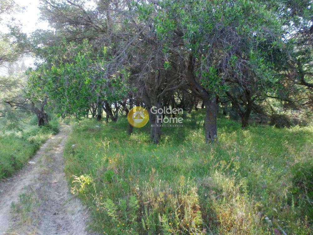 Parcel in Αgios Georgios, Corfu — Photo 10 of 10