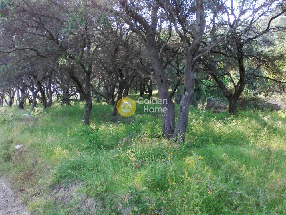 Parcel in Αgios Georgios, Corfu — Photo 3 of 10