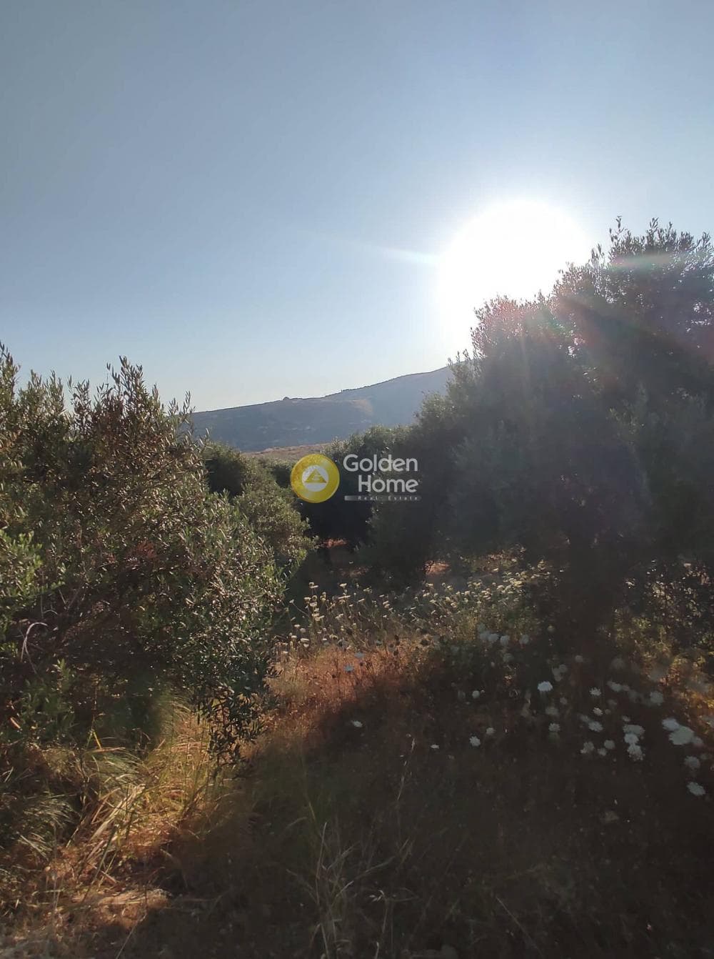 Parcel in Skalani, Episkopi — Photo 4 of 4