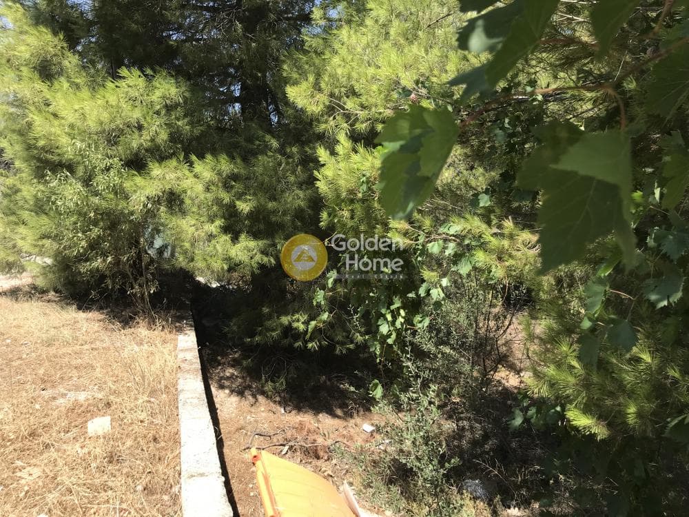 Parcel in Neapoli, Spata — Photo 4 of 33
