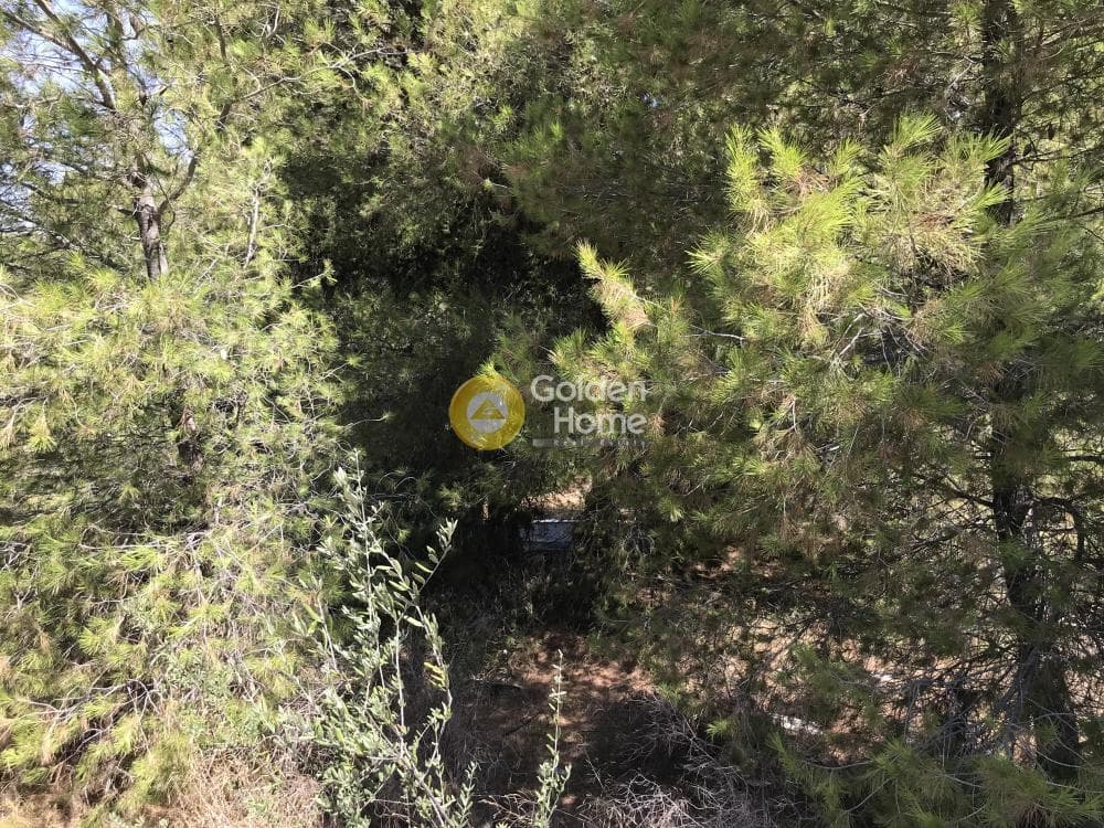 Parcel in Neapoli, Spata — Photo 8 of 33