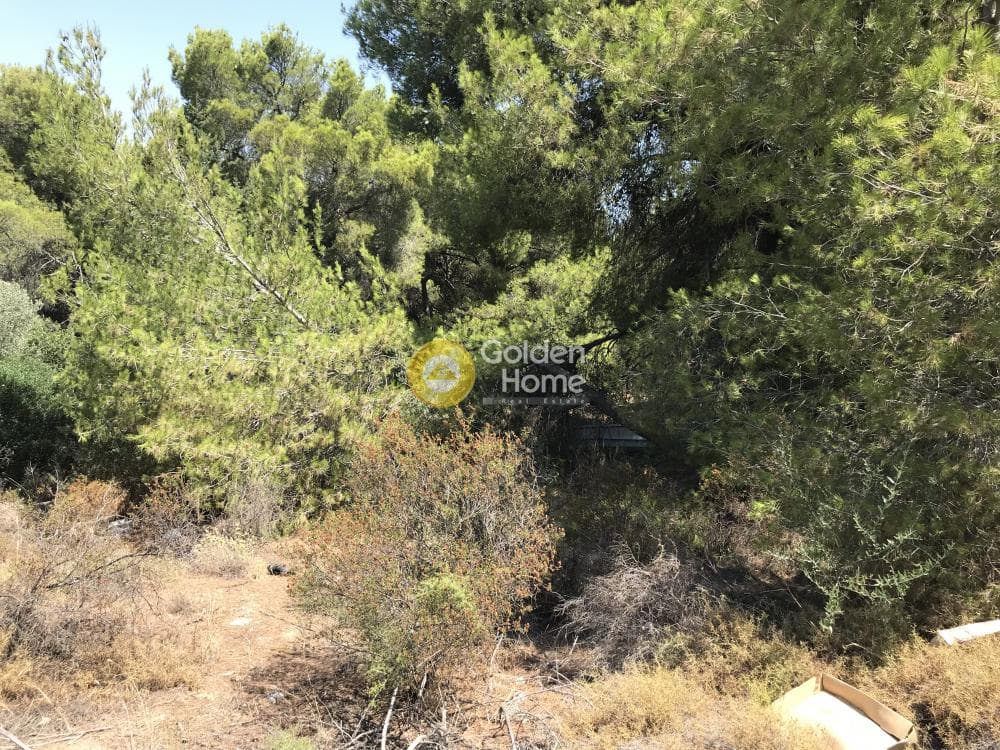 Parcel in Neapoli, Spata — Photo 10 of 33