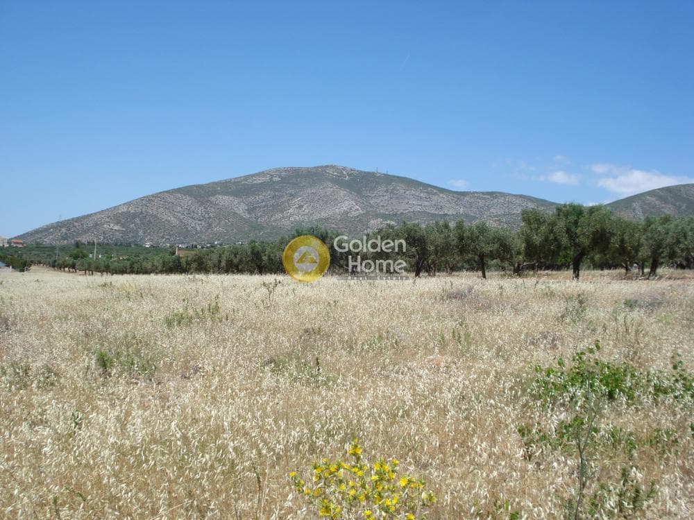 Parcel in Kalivia, Kalivia Thorikou — Photo 4 of 10