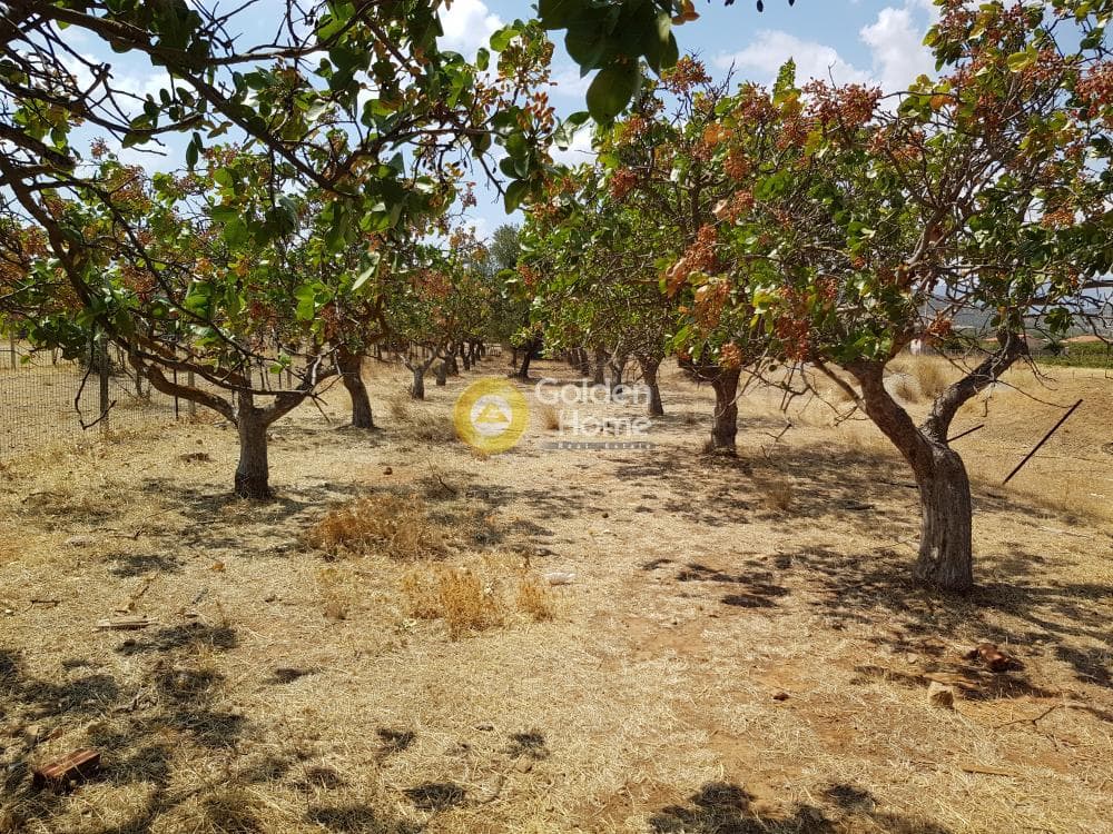 Αγροτεμάχιο στην Κεφλαίικα, Καλύβια Θορικού — Φωτογραφία 5 από 9
