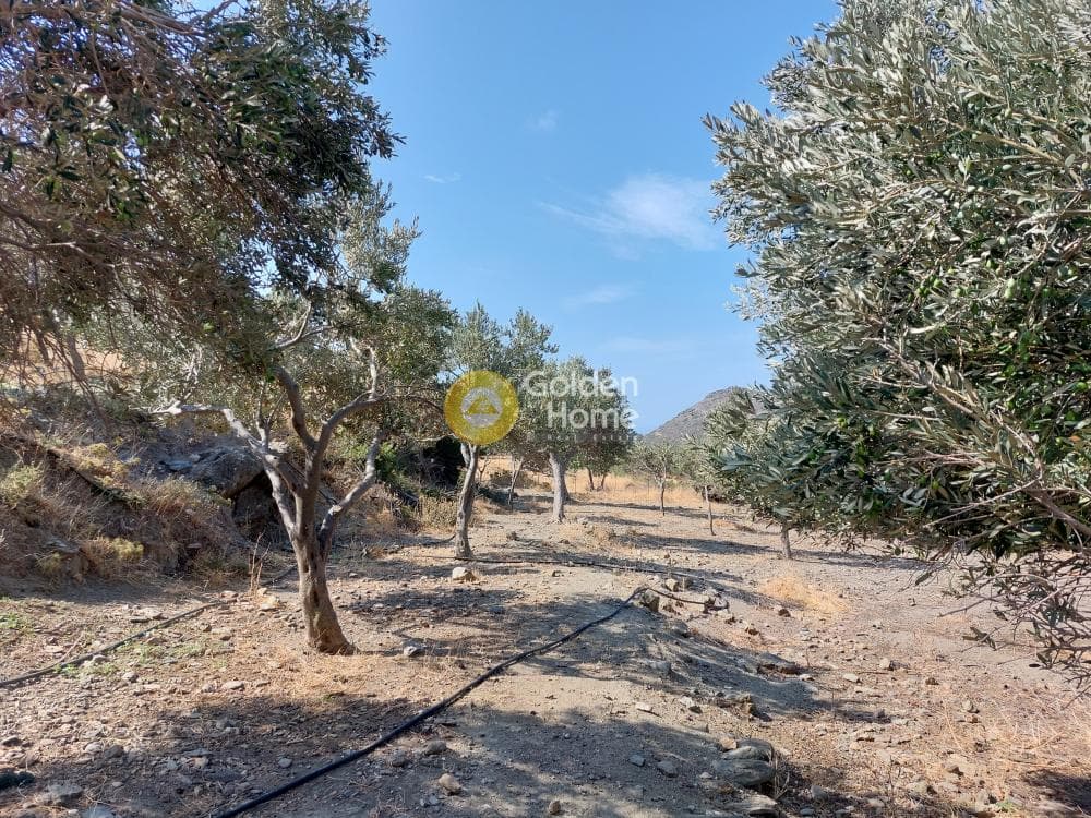 Αγροτεμάχιο στην Κάτω Φελλός, Άνδρος — Φωτογραφία 9 από 10