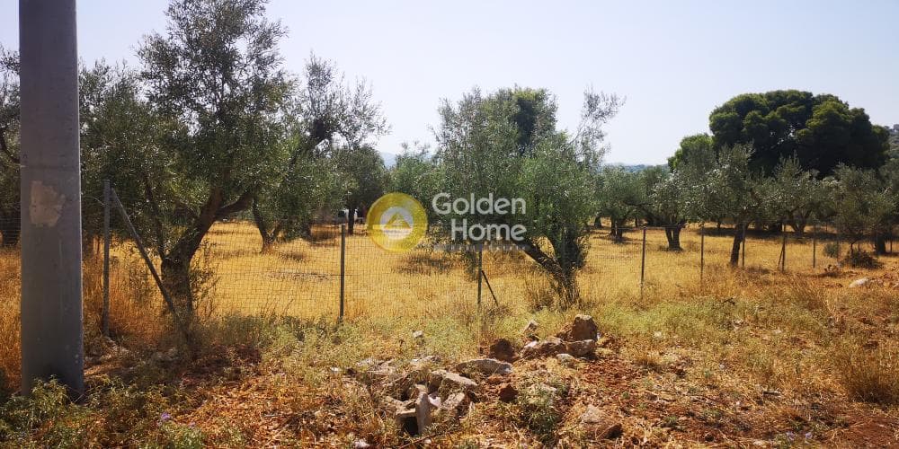 Αγροτεμάχιο στην Μαύρο Λιθάρι, Σαρωνίδα — Φωτογραφία 4 από 4