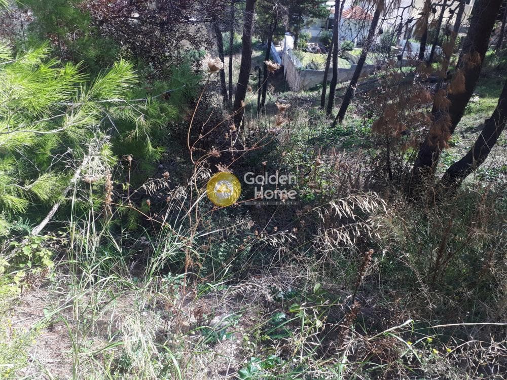 Building Plot in Rodopoli, Rodopoli — Photo 9 of 15
