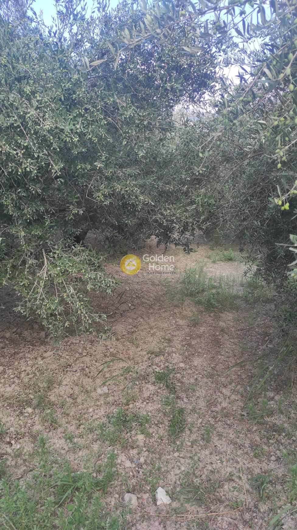 Οικόπεδο στην Άγιες Παρασκιές, Αρχάνες — Φωτογραφία 1 από 5