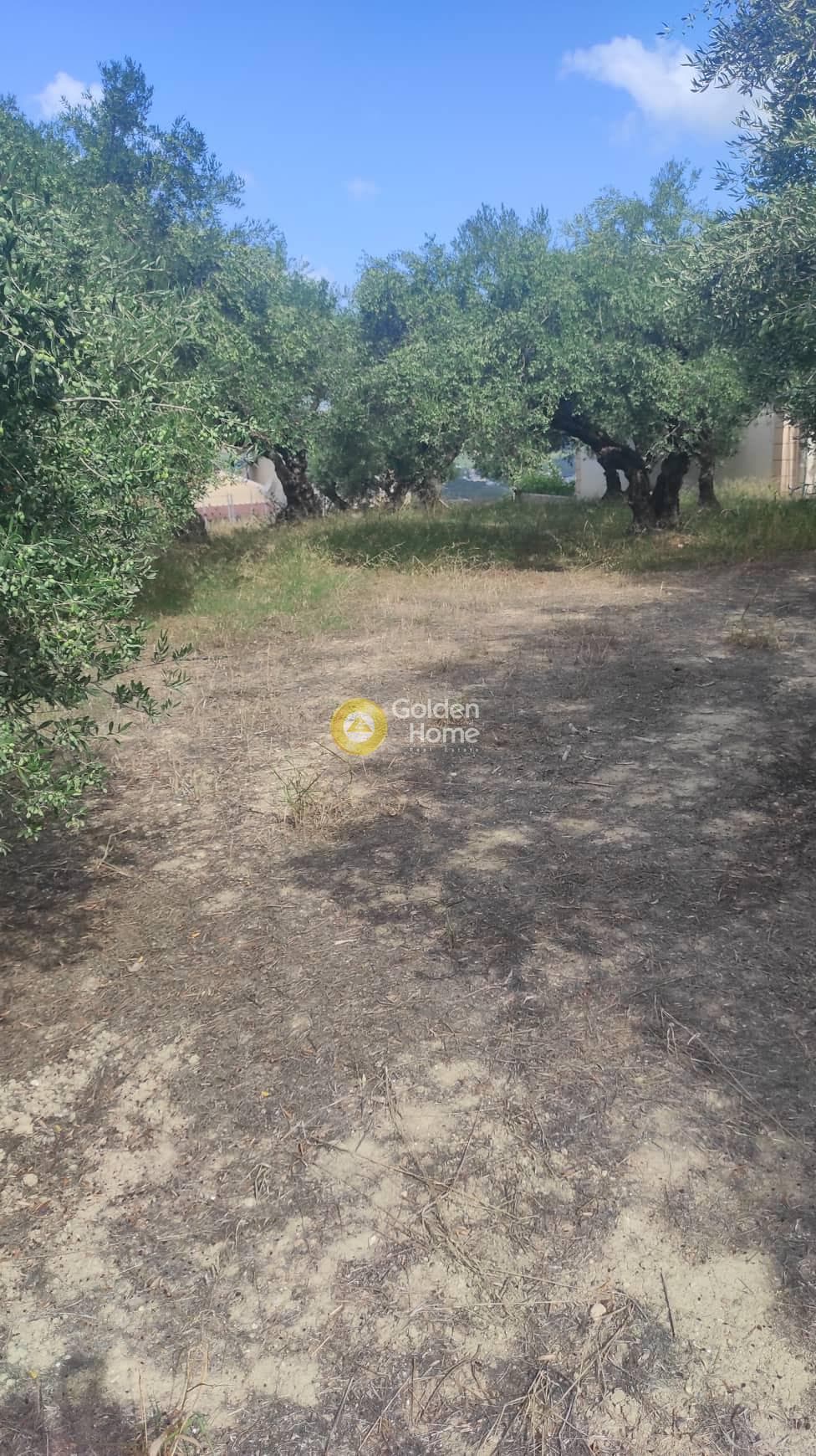 Οικόπεδο στην Άγιες Παρασκιές, Αρχάνες — Φωτογραφία 4 από 5