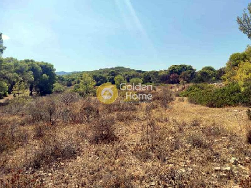 Parcel in Vagia, Aegina — Photo 4 of 4