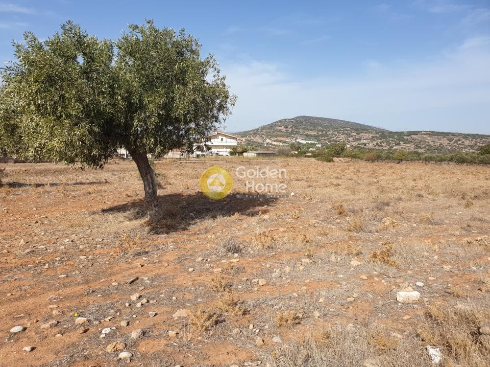 Αγροτεμάχιο στην Κεφλαίικα, Καλύβια Θορικού — Φωτογραφία 3 από 3