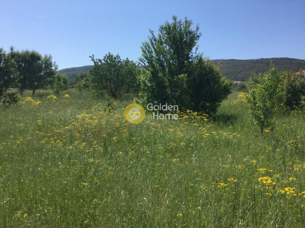 Αγροτεμάχιο στην Σουρωτή, Βασιλικά — Φωτογραφία 1 από 6