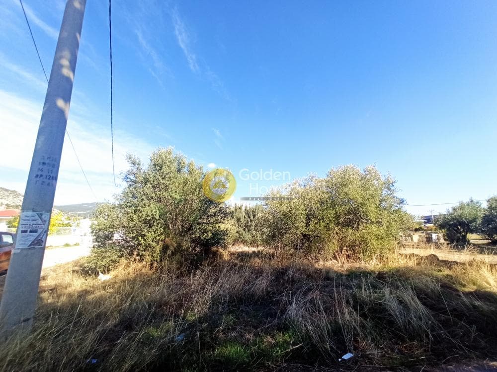 Parcel in Zofria, Ano Liosia — Photo 4 of 8