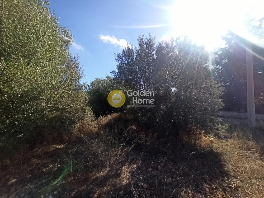 Parcel in Zofria, Ano Liosia — Photo 5 of 8