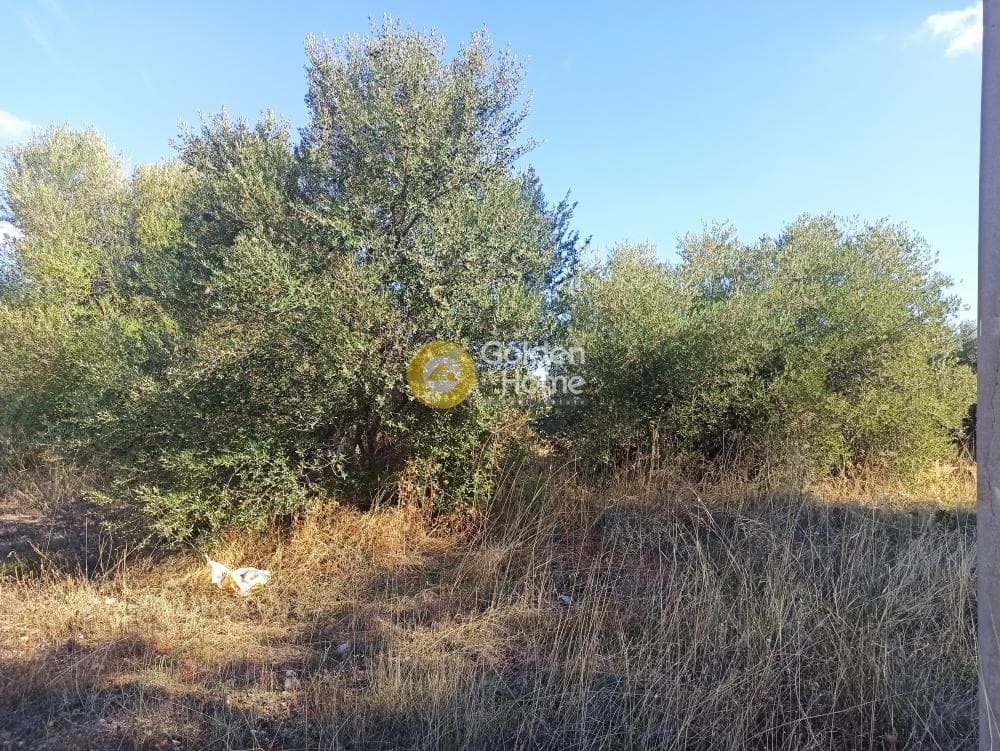Parcel in Zofria, Ano Liosia — Photo 8 of 8