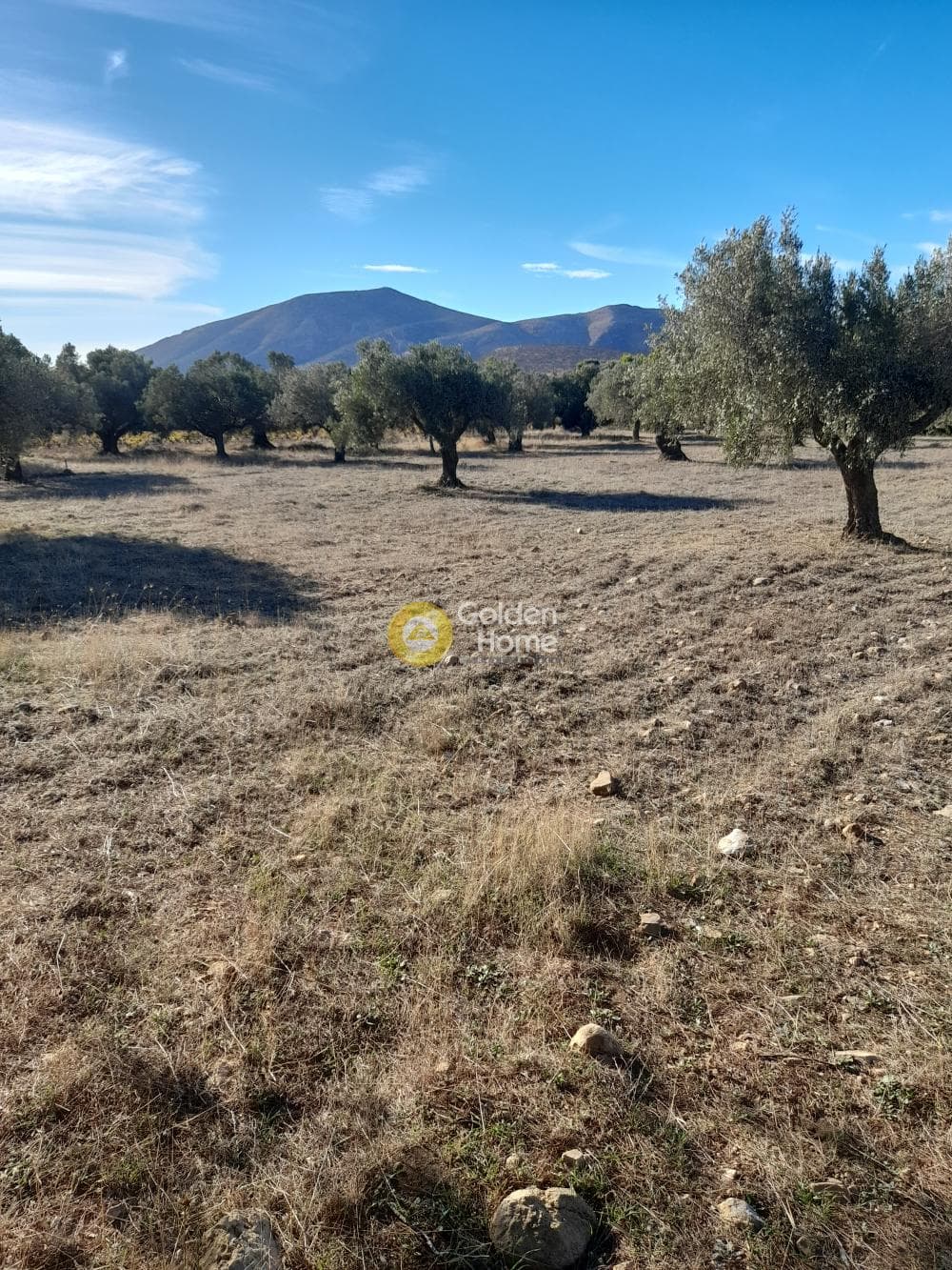 Αγροτεμάχιο στην Αρί, Ανάβυσσος — Φωτογραφία 1 από 2