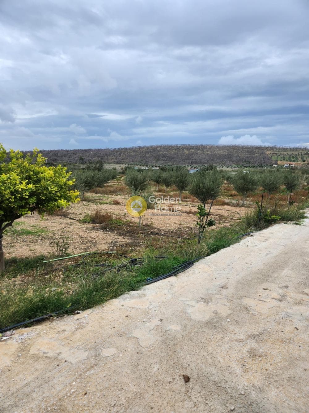 Parcel in Kalivia, Kalivia Thorikou — Photo 4 of 7