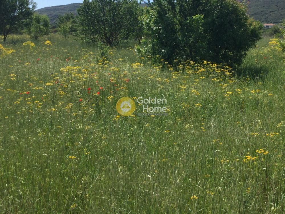 Αγροτεμάχιο στην Σουρωτή, Βασιλικά — Φωτογραφία 2 από 6