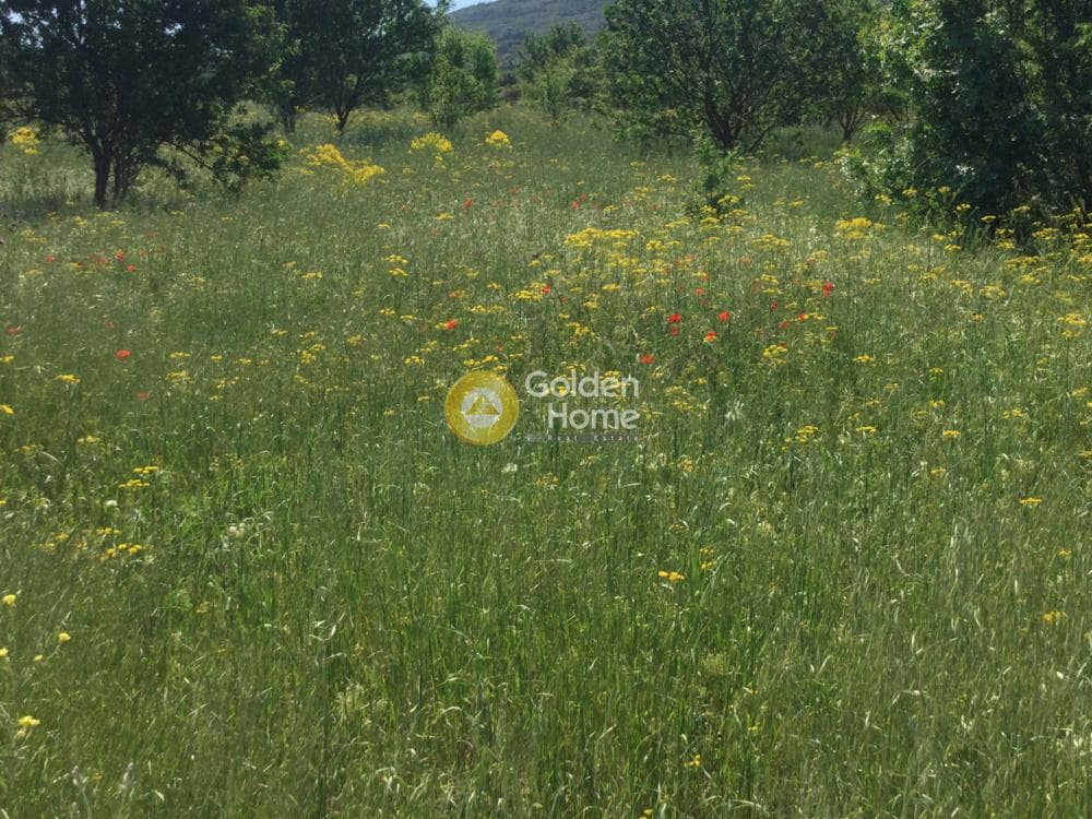Αγροτεμάχιο στην Σουρωτή, Βασιλικά — Φωτογραφία 5 από 6