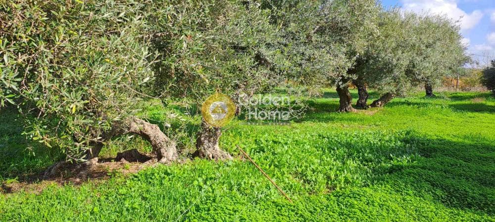 Parcel in Elia, Episkopi — Photo 1 of 6