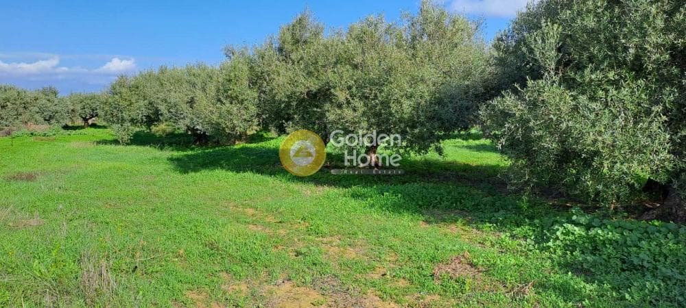 Parcel in Elia, Episkopi — Photo 2 of 6