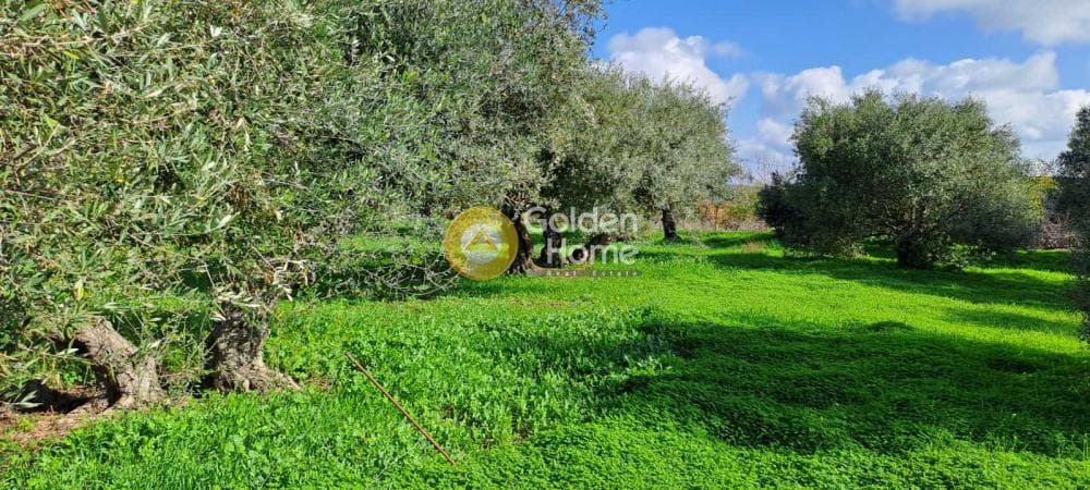 Parcel in Elia, Episkopi — Photo 4 of 6