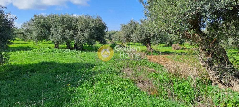 Parcel in Elia, Episkopi — Photo 6 of 6
