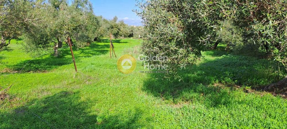 Parcel in Elia, Episkopi — Photo 5 of 6