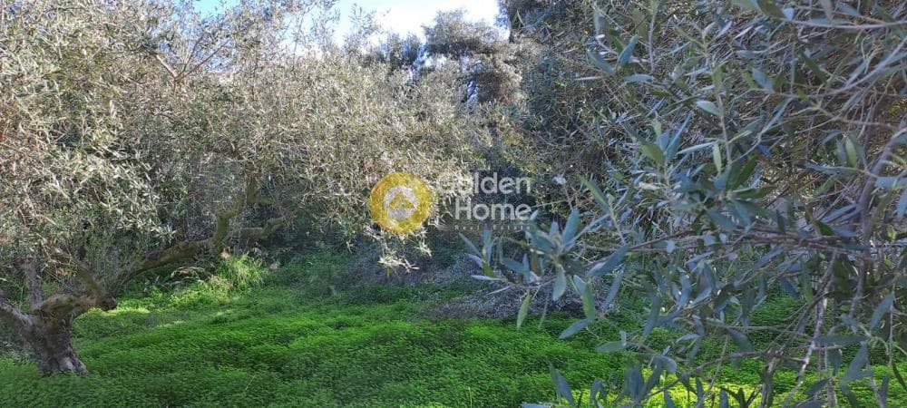 Building Plot in Elia, Episkopi — Photo 1 of 4