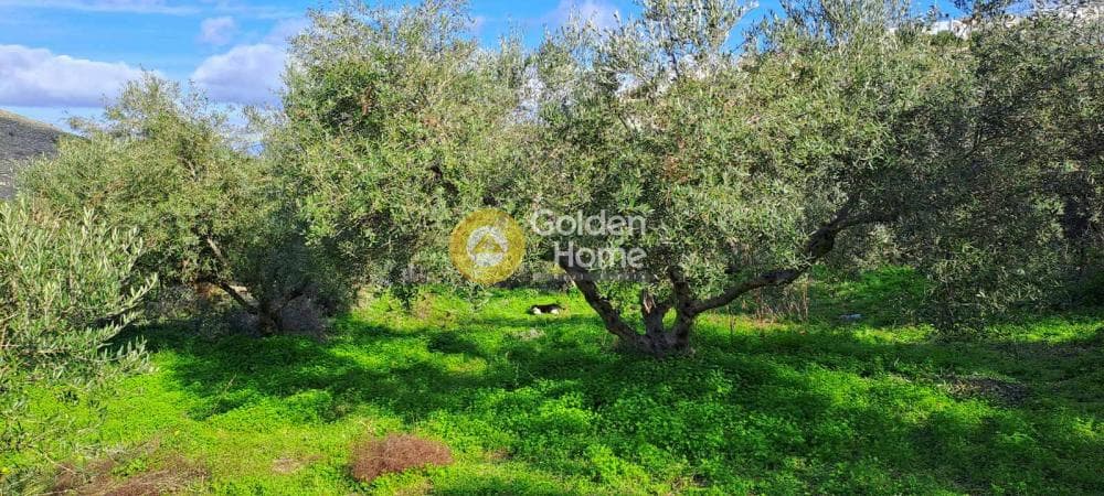 Building Plot in Elia, Episkopi — Photo 3 of 4